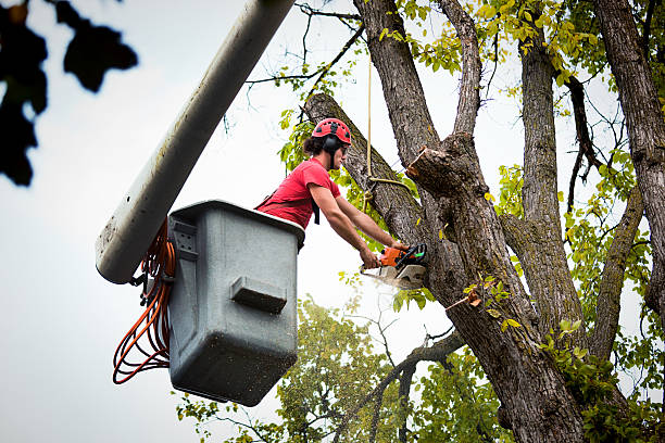 Trusted English Creek, NJ Tree Removal and Landscaping Services Experts